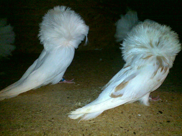 Mehe3772 - porumbei pe care i-am detinut