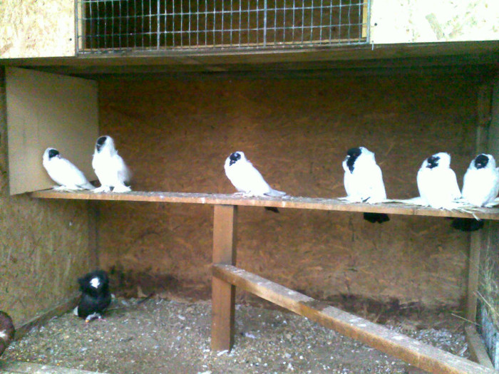 Mehe3806 - porumbei pe care i-am detinut