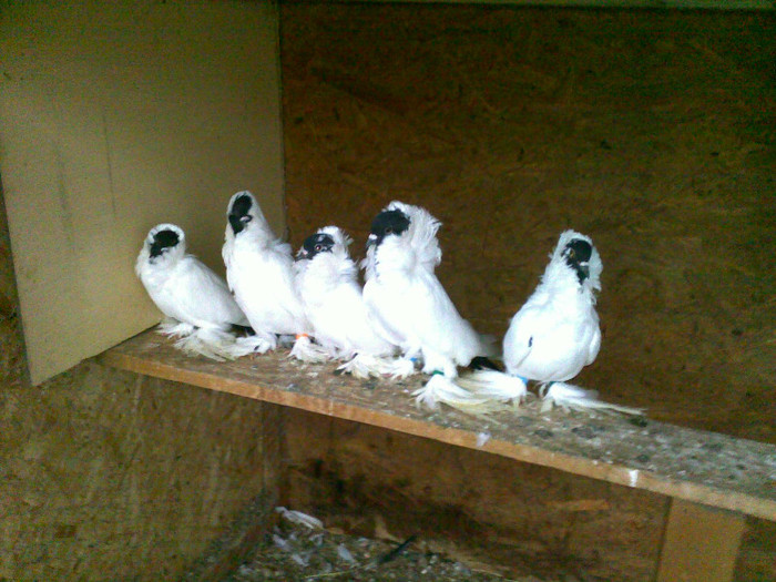 Mehe3811 - porumbei pe care i-am detinut