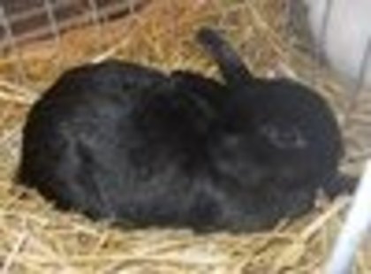 expo 028 - 1521 3 iepuri