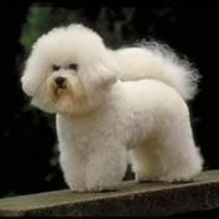 2 - 0- bichon maltez -0