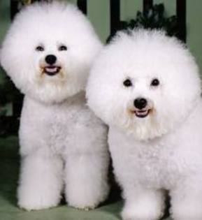 5 - 0- bichon maltez -0