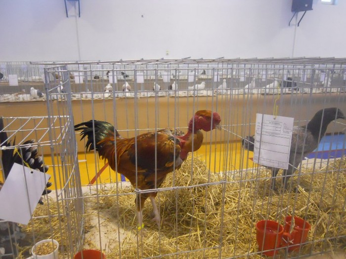 expo cta 019 - 1521 2 gaini