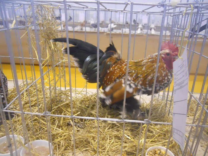 expo cta 020 - 1521 2 gaini