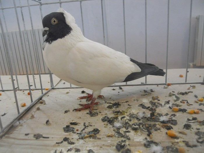 expo cta 261 - 1521 1 porumbei