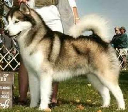 malamutul-de-alaska-husky