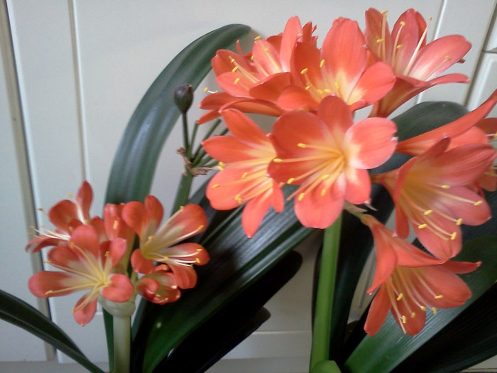  - CLIVIA