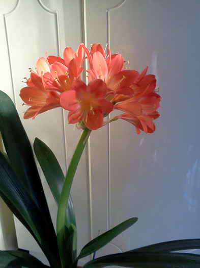  - CLIVIA