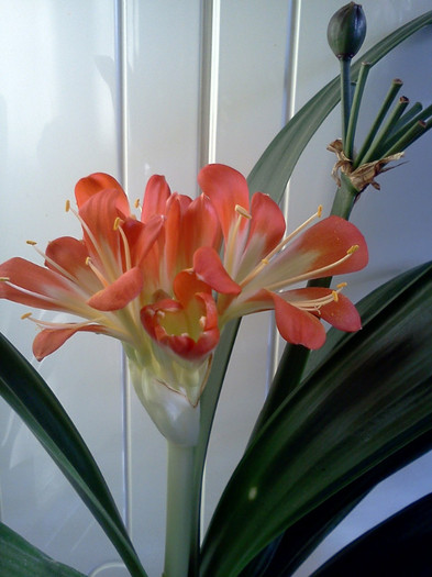  - CLIVIA