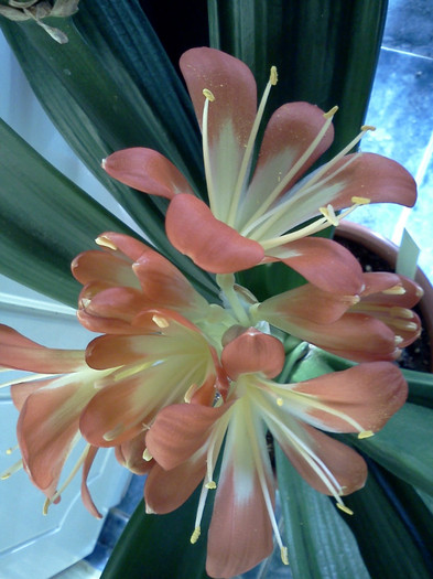  - CLIVIA