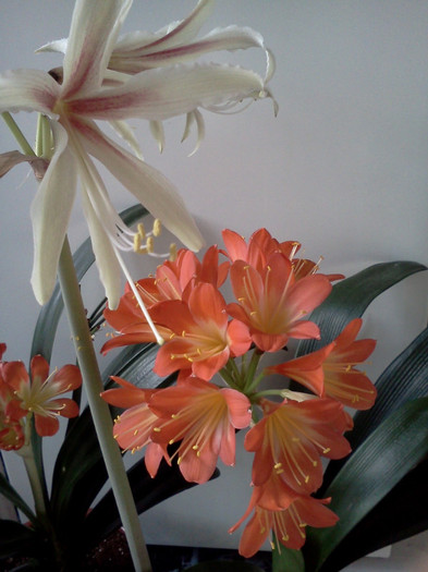  - CLIVIA