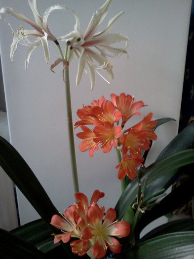  - CLIVIA