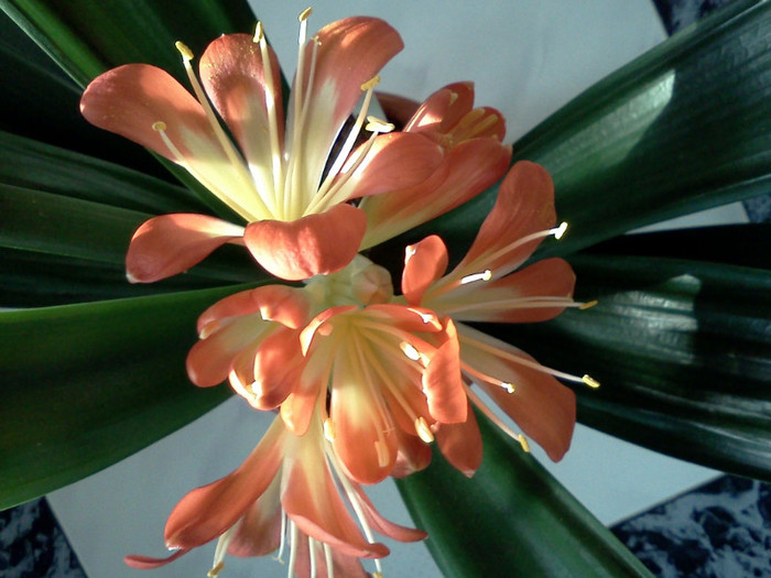 I - CLIVIA