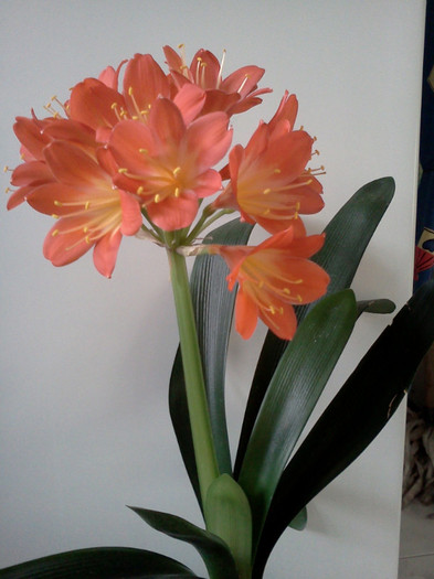  - CLIVIA