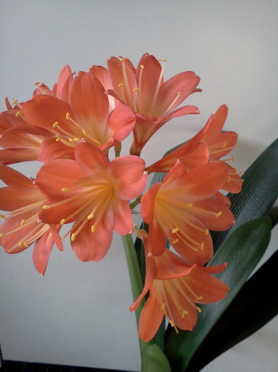  - CLIVIA