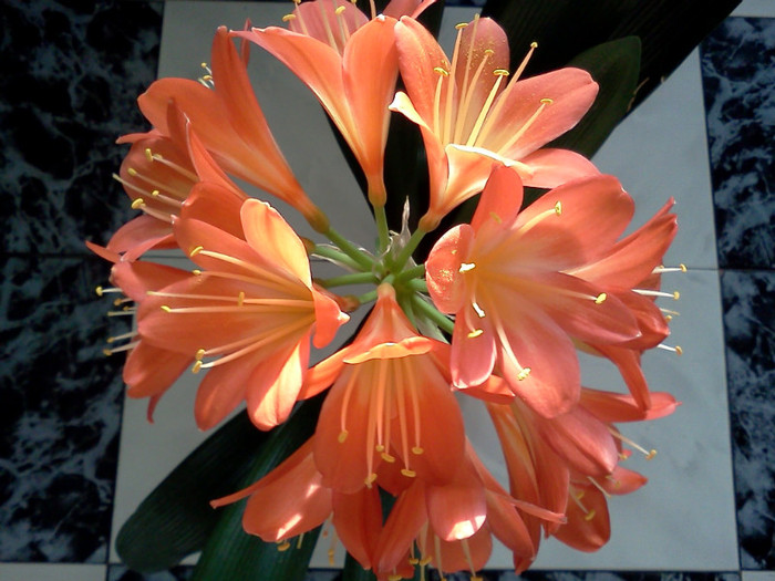 - CLIVIA