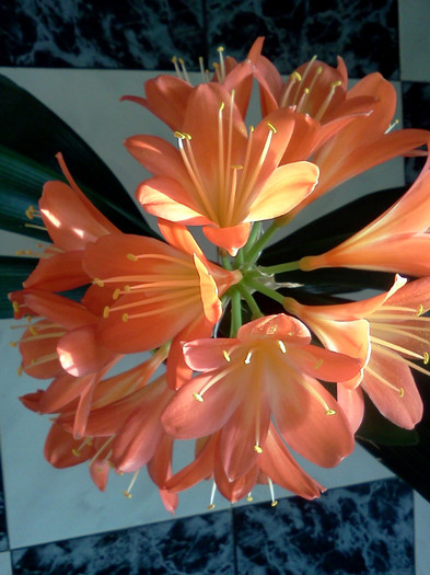  - CLIVIA