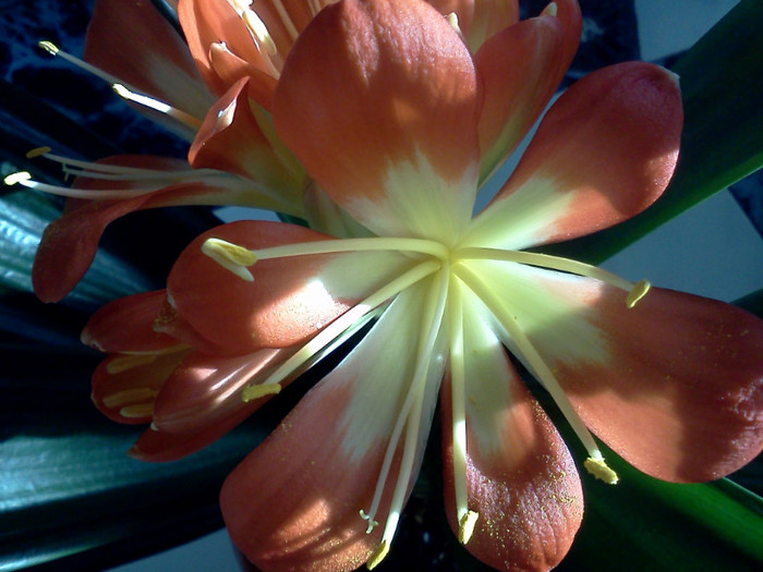 - CLIVIA