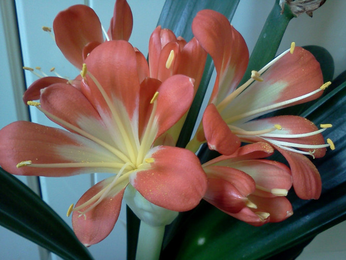  - CLIVIA