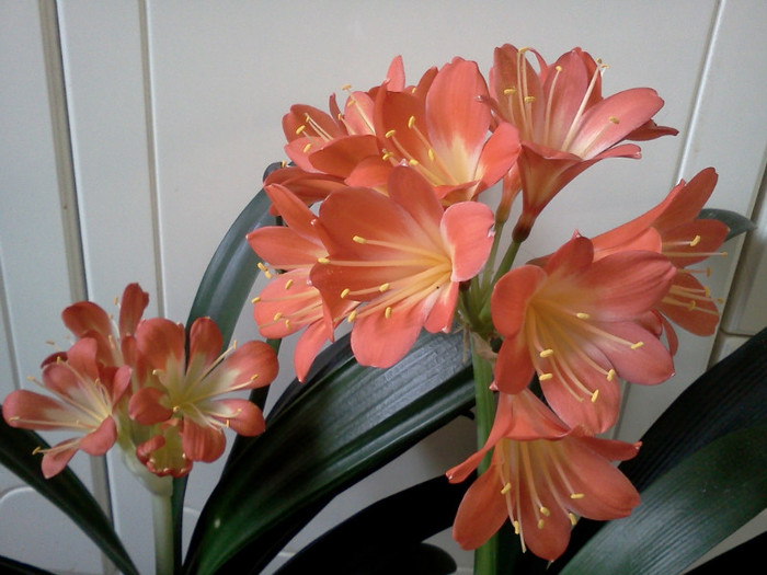  - CLIVIA