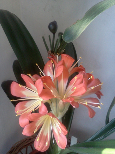  - CLIVIA