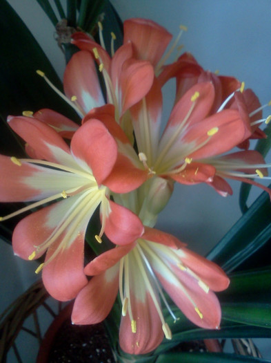  - CLIVIA