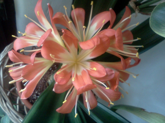  - CLIVIA