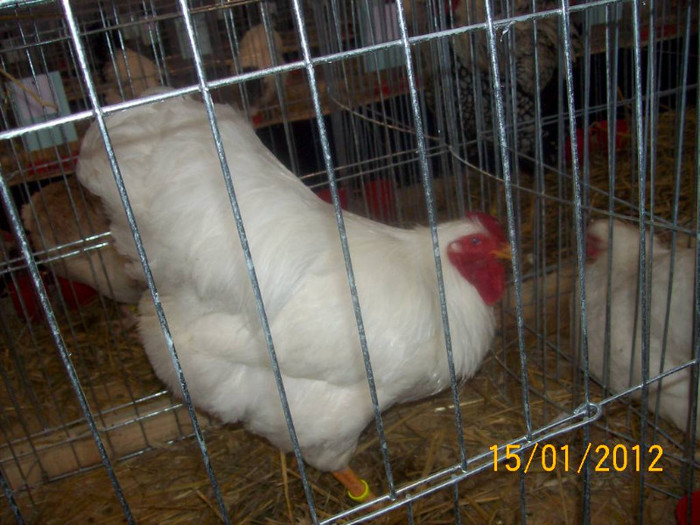 Picture 082