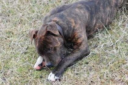 tony 6 luni - AMSTAFF TONY ofer pt monta