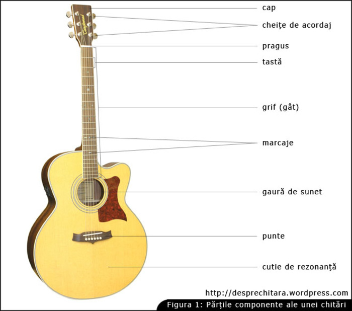 anatomia_chitara1 - poze chitara