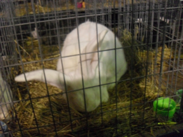 SDC14315 - EXPOZITIA NATIONALA DE LA SIGHISOARA 2012