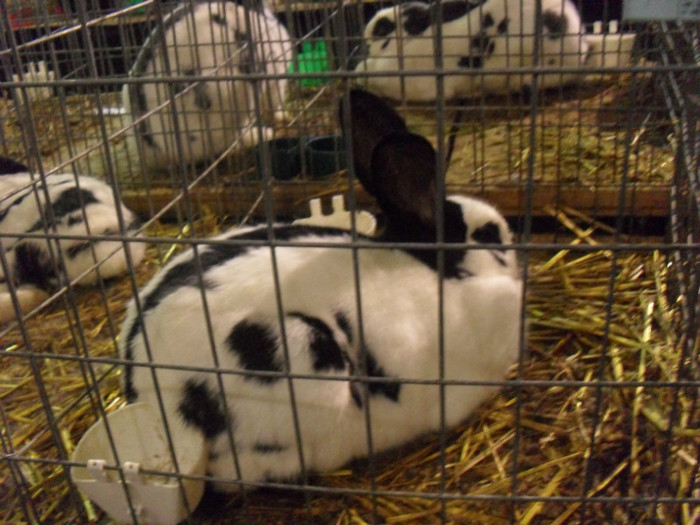 SDC14317 - EXPOZITIA NATIONALA DE LA SIGHISOARA 2012