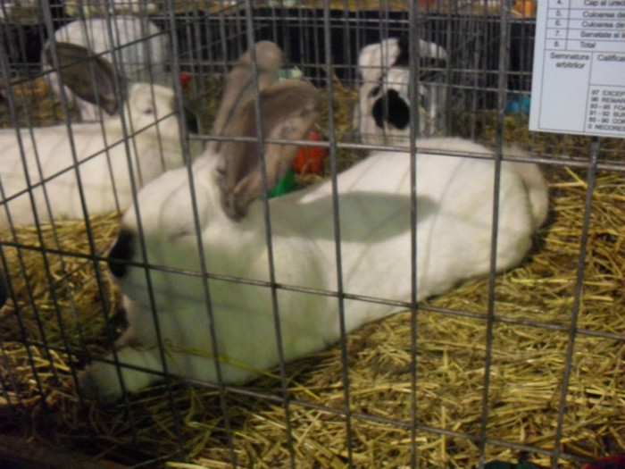 Uriasul de Transilvania.