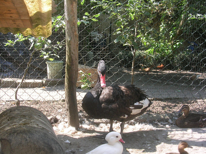 mascul 2009 - lebede negre