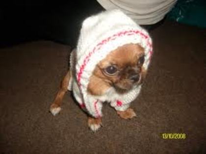 Cel mai feroce catel