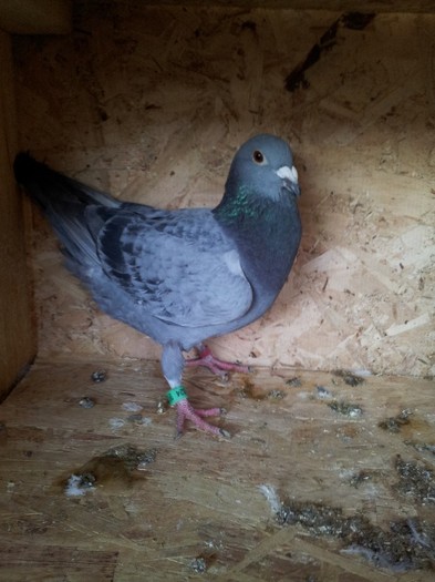 f 2011  scoasa   din ungur