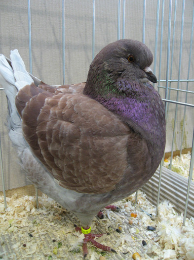 IMG_0552 - king klub ungar