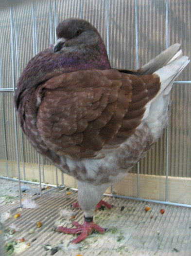 IMG_0559 - king klub ungar