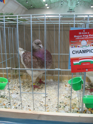 IMG_0566 - king klub ungar