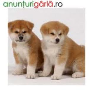 Anunturi Garla, cautam tarani