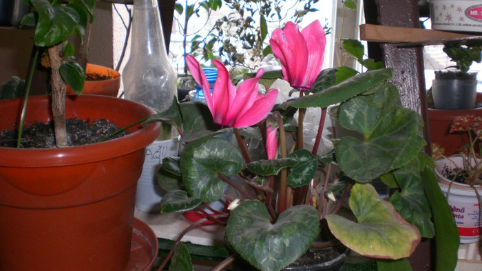 cyclamen roz - y 2012