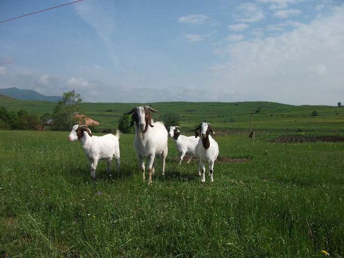 DSCF4419 - CAPRE BOER