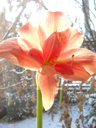 Amarylis 15ian.2012