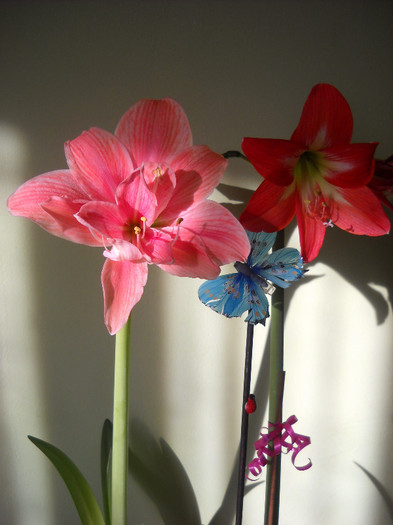 Amarylis 15ian.2012 -dimineata