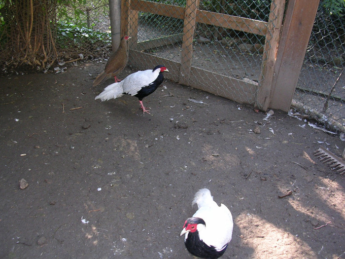 argentat - fazani