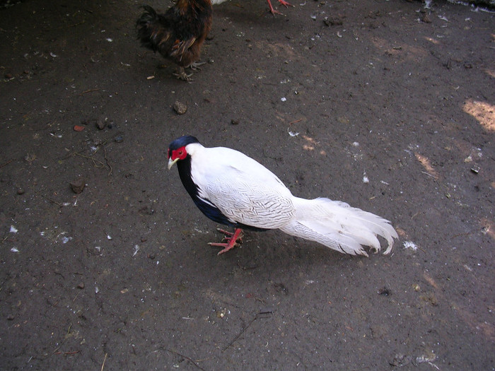 argentat - fazani