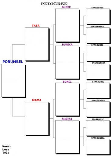 pedigree - MODELE TIP PEDIGREE