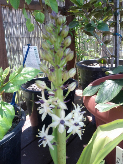 16.01.12 - Eucomis pineaplle lily