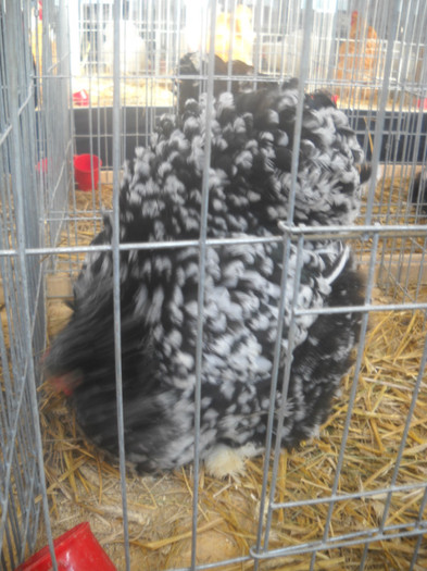 DSCN0254