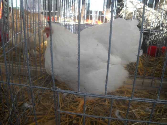 DSCN0292